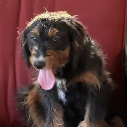 Mini Bernedoodles