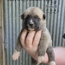AKC fully Registered American Akita Male Puppy