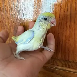 hand-raised parrotlets
