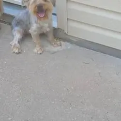 Gentle Giant- Male Yorkie