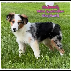 Hadassah Female Mini Australian Shepherd