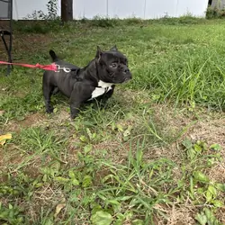 1 yr old American Bully male