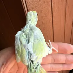 pied hand-raised parrotlets
