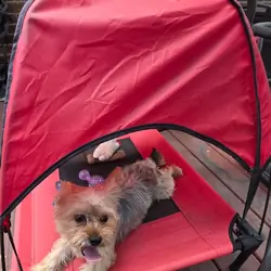 Peaches / female yorkie