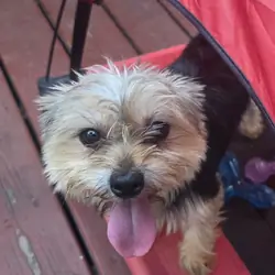 Sindel / female yorkie