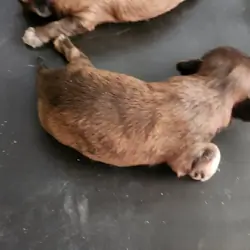 Shih Tzu puppies