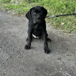 ICCF Cane Corso