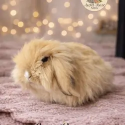 Teddywidder bunnies