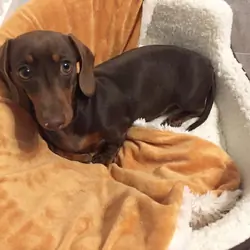 Awesome Dachshund pups available