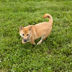 AKC Shiba Inu male puppy in Indiana (Jake)
