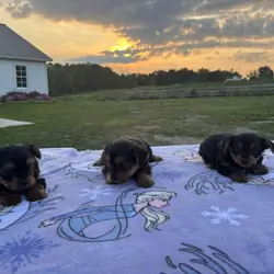 Pure bred Yorkshire Terriers