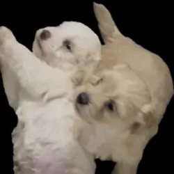 Maltipoo mix puppies