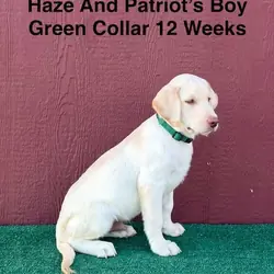 AKC Yellow And Champagne Labrador Puppies
