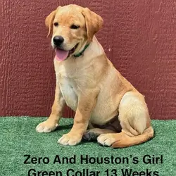 AKC Light Fox Red And Yellow Female Labrador Pupps