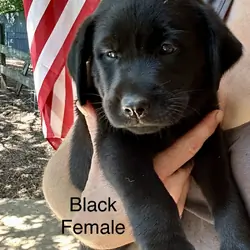 Labrador (American/English) registerable 11 wks