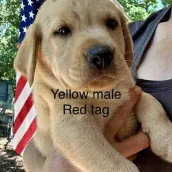 Labrador (American/English) registerable 11 wks