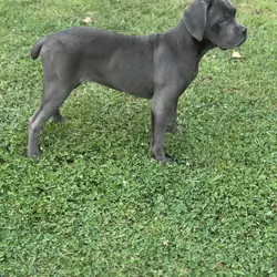 Stunning 🤩 ICCF Cane Corso