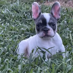 French bulldog puppies