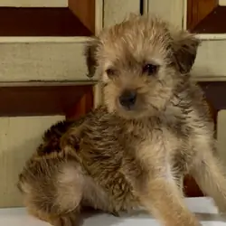 Meet Mr. Charles Pinny Poos - Toy Poodle x Min Pin