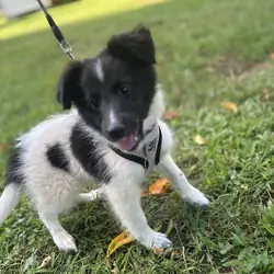 Shetland sheepdogs full AKC