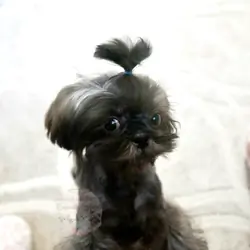 Stunning Shih-Tzu Boy, Sage