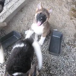 Akita Puppies