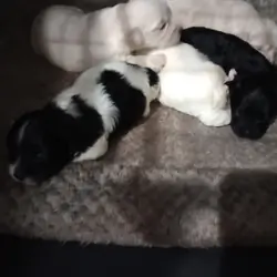 Maltipoo Puppies