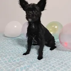 CKC KB Black Yorkie