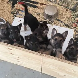 5 Sheperd puppies for new homes