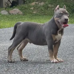 ENZO (Blue tri American Bully)