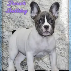 Pearl Female French Bulldog