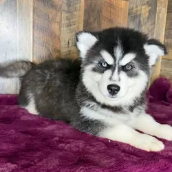 Male and Female Trained Siberian Husky Puppies