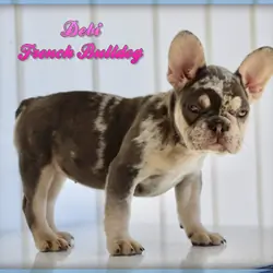 Debi Female French Bulldog