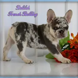 Delilah Female French Bulldog