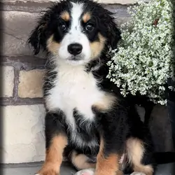 Ricky Male Bernedoodle