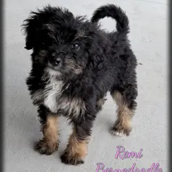 Remi Female Bernedoodle