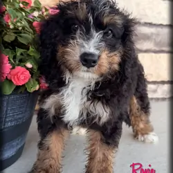 Roxie Female Bernedoodle