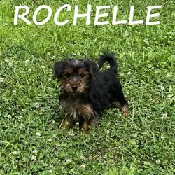 Rochelle Female Yorkie Poo Puppy
