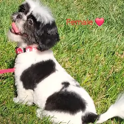 Shih tzu puppy female