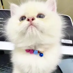 White Chinchilla  boy with blue eyes, flkitten1.