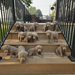Silver lab puppies