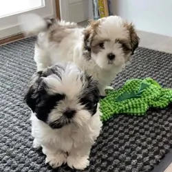 Adorable Shih Tzu puppies