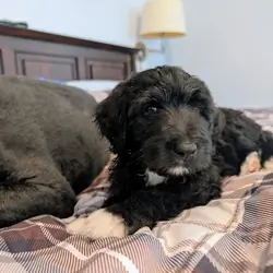 Bernedoodle puppies