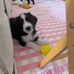 Bernedoodle puppies