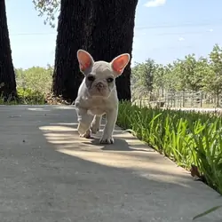 French Bulldog