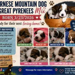 Great bernese puppies