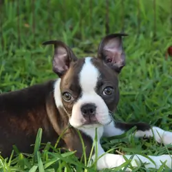 Lucy Boston Terrier Girl