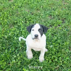 Classic White & Black Pitty/Great Dane Mix Male –