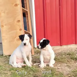 Sweet Female Pitty/Dane Mix with Unique Markings –