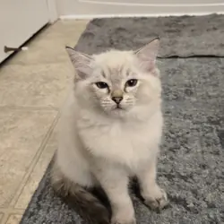 Purebred Ragdoll Kittens